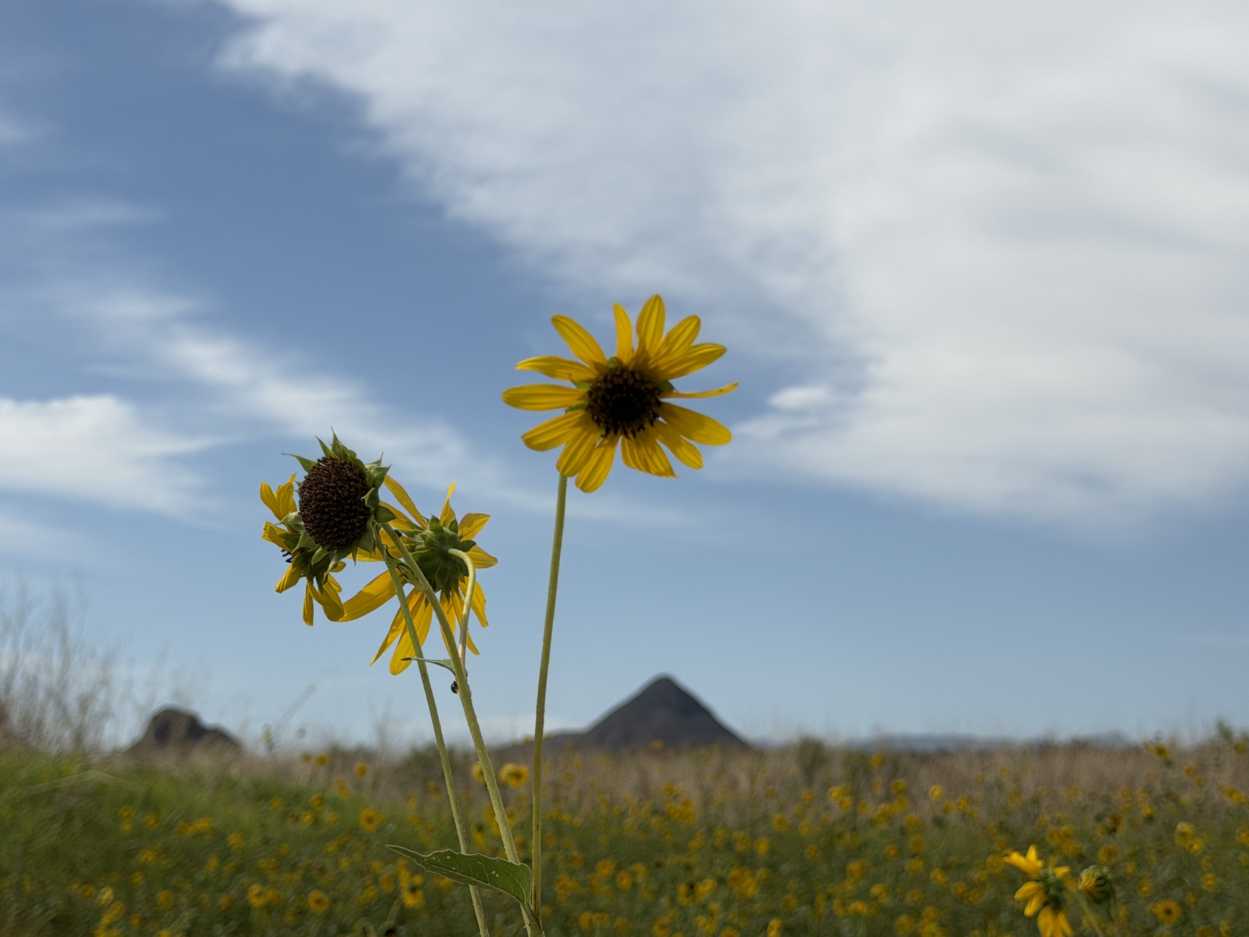 Wildflowers on UNFENCED property
